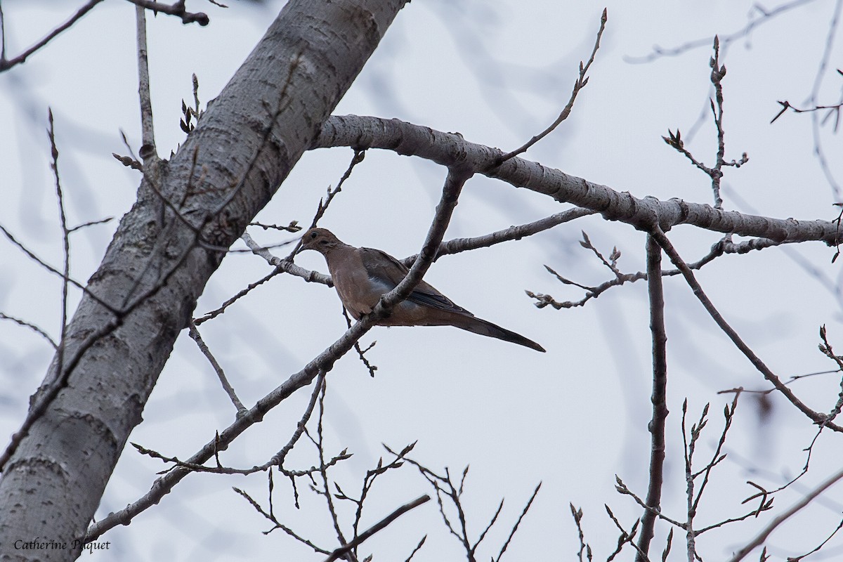 Zenaida arrunta - ML645288005