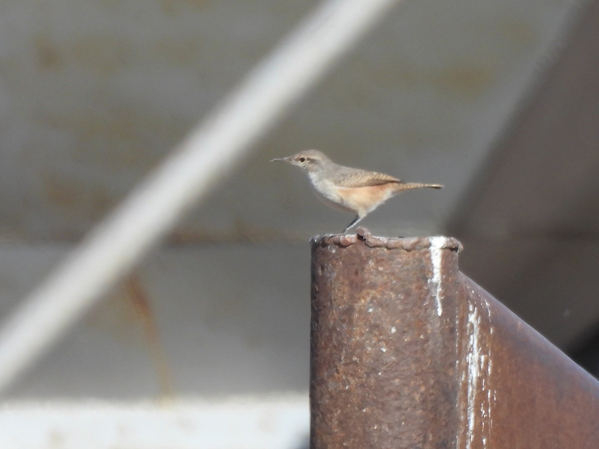 Rock Wren - ML645288007