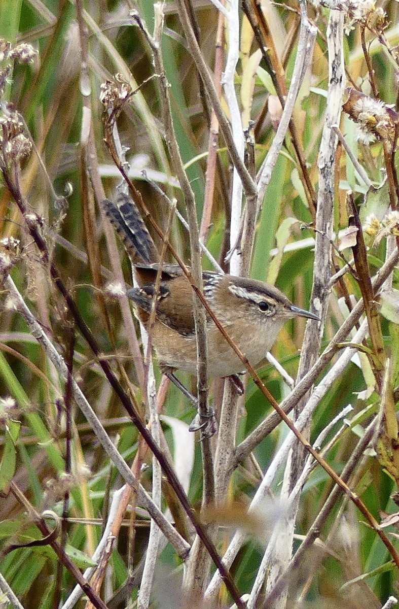 Marsh Wren - ML645288010