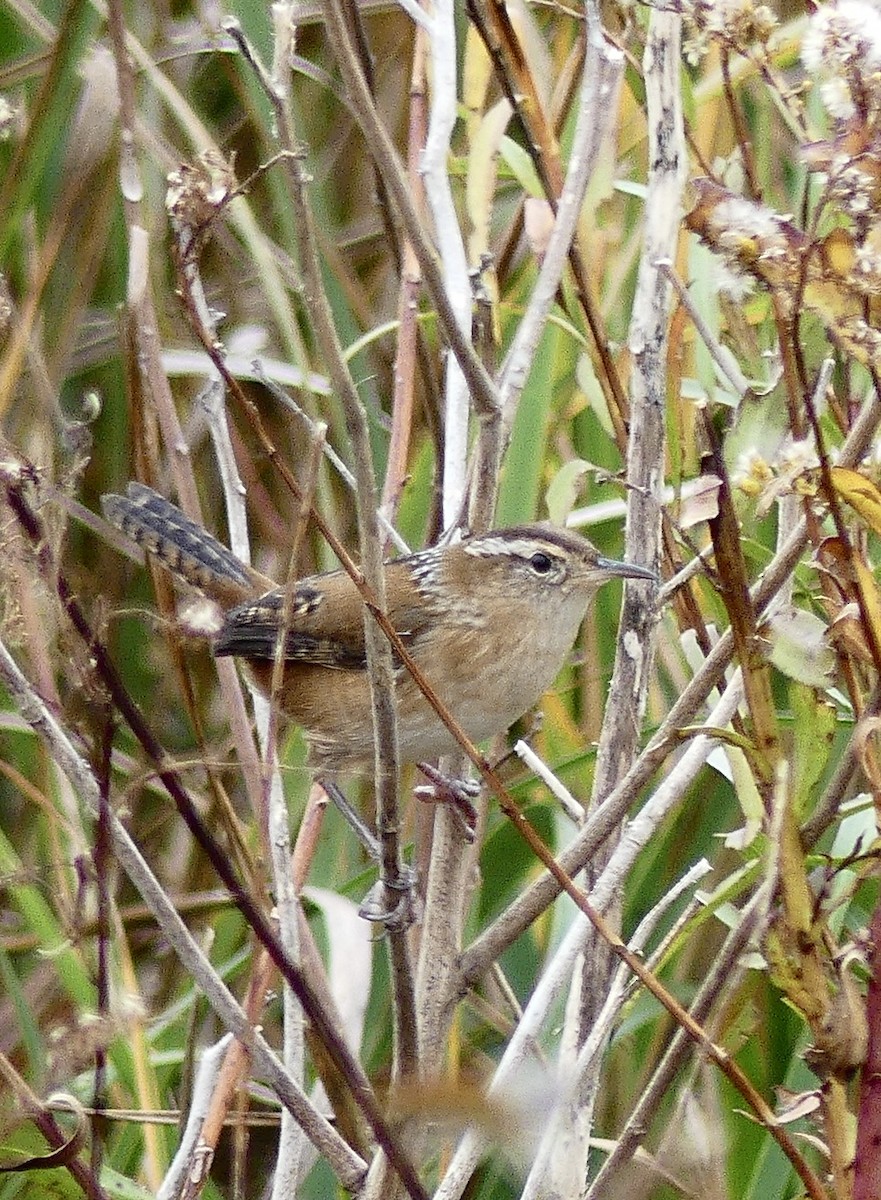 Marsh Wren - ML645288011