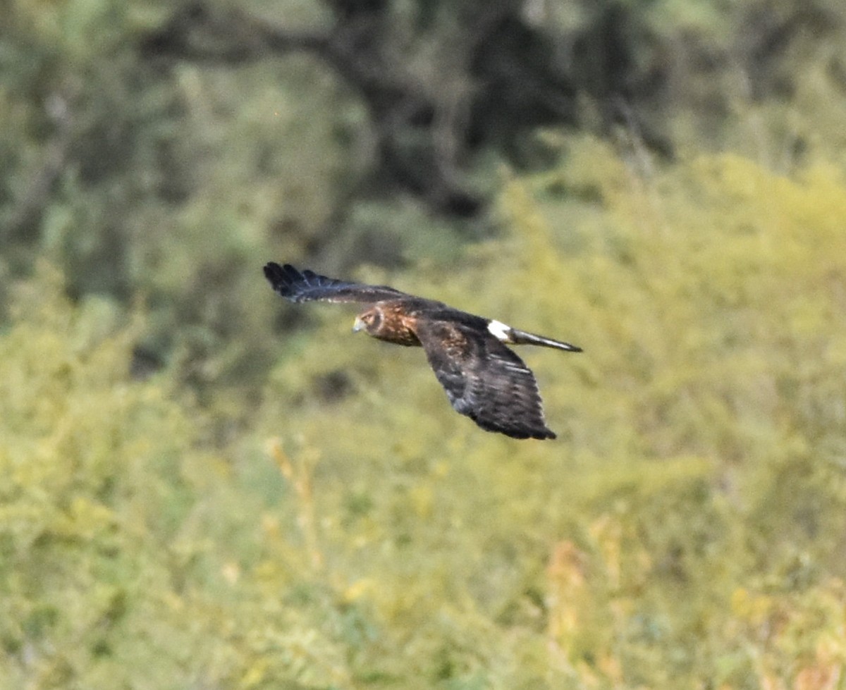 moták severoamerický - ML645288013