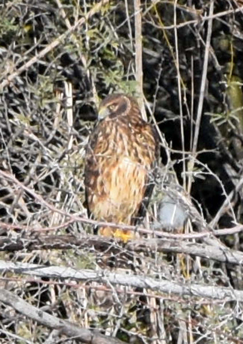 moták severoamerický - ML645288014