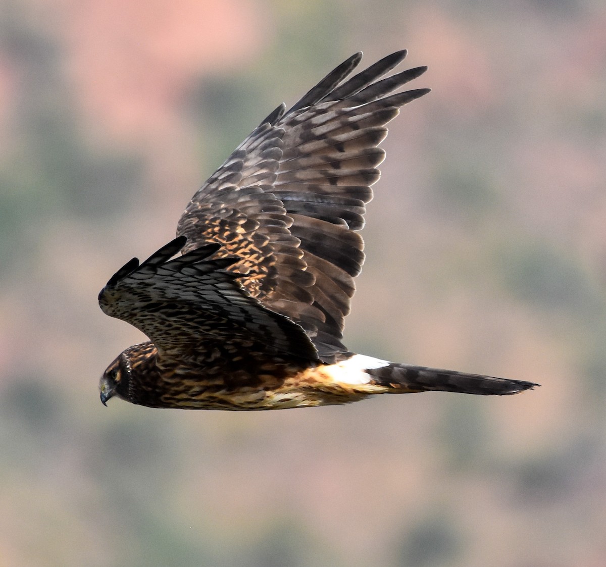 moták severoamerický - ML645288015