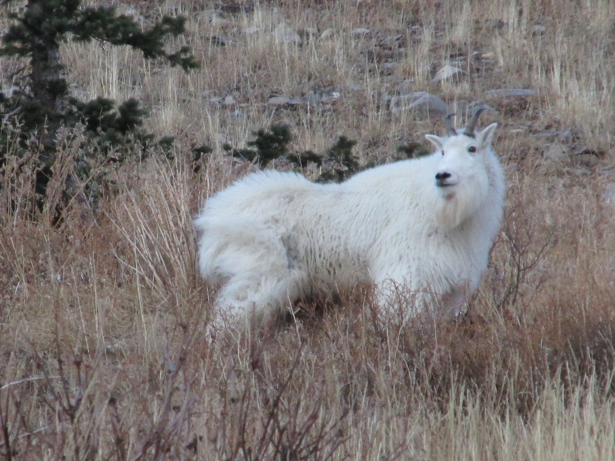Mountain Goat - ML645288019