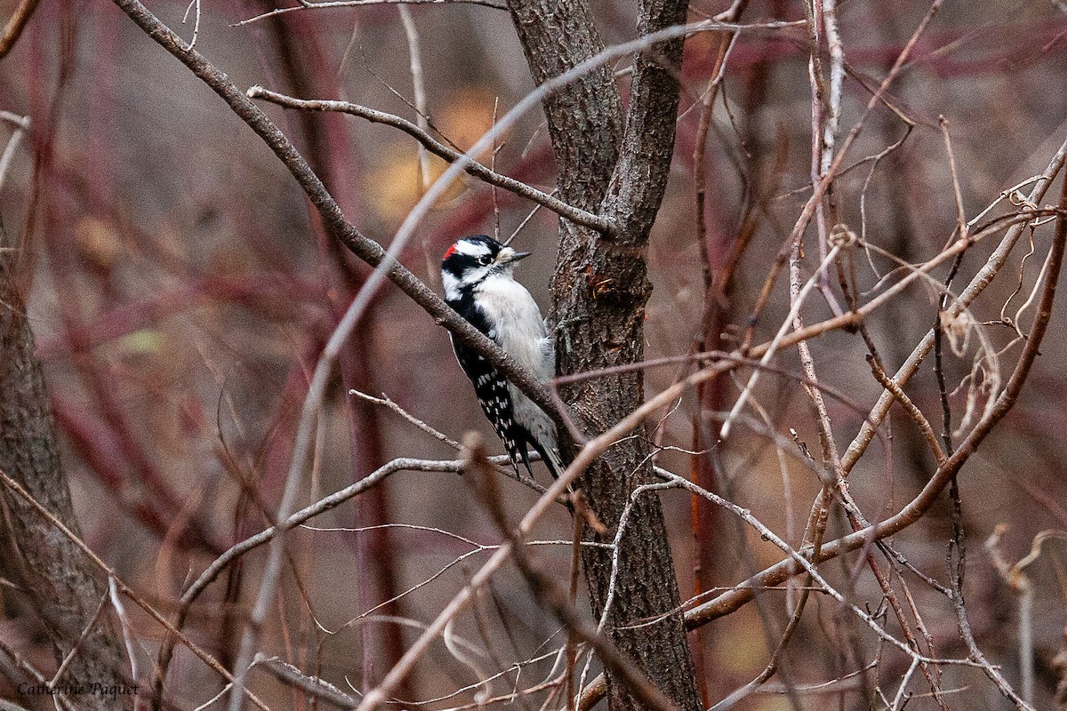 Downy Woodpecker - ML645288021