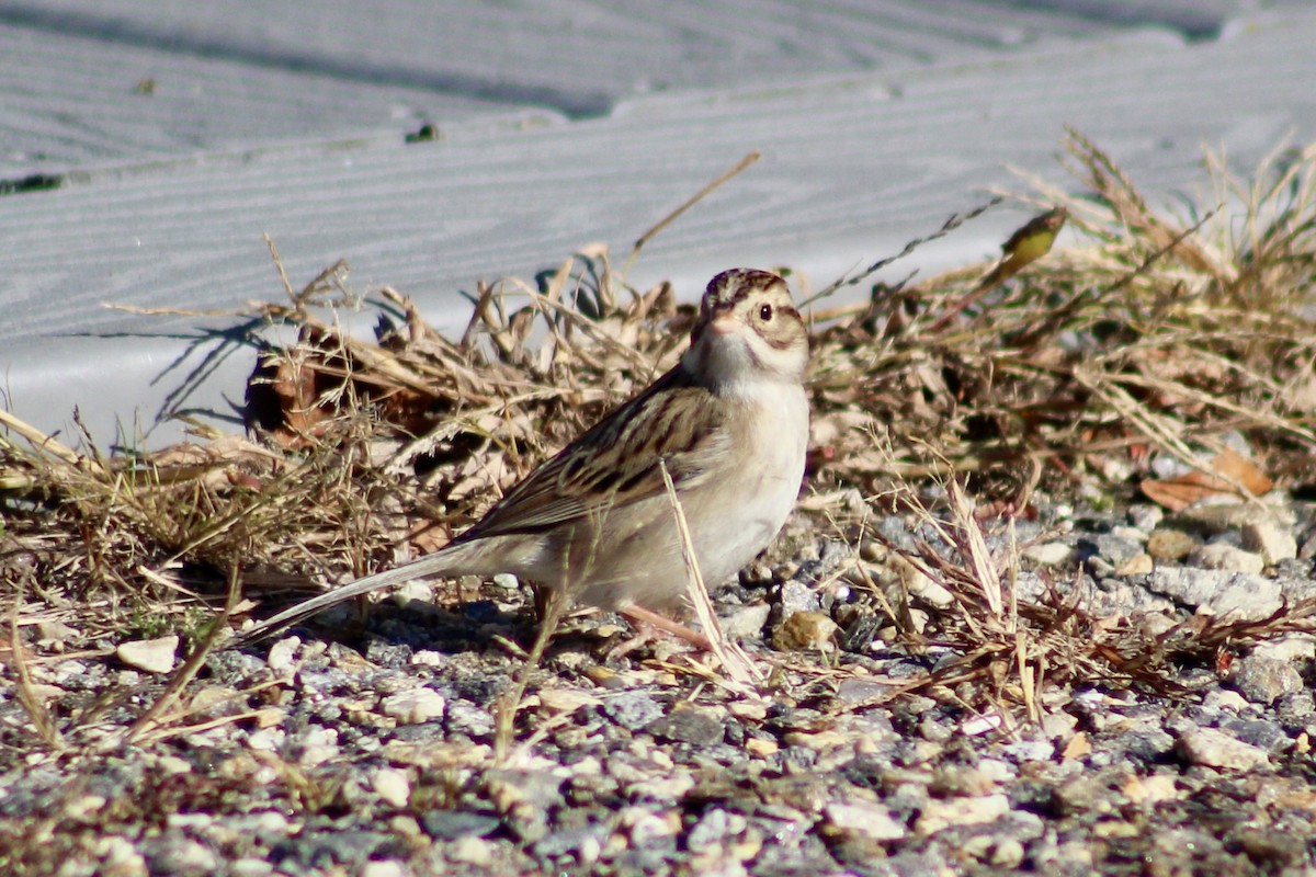 Clay-colored Sparrow - ML645288023