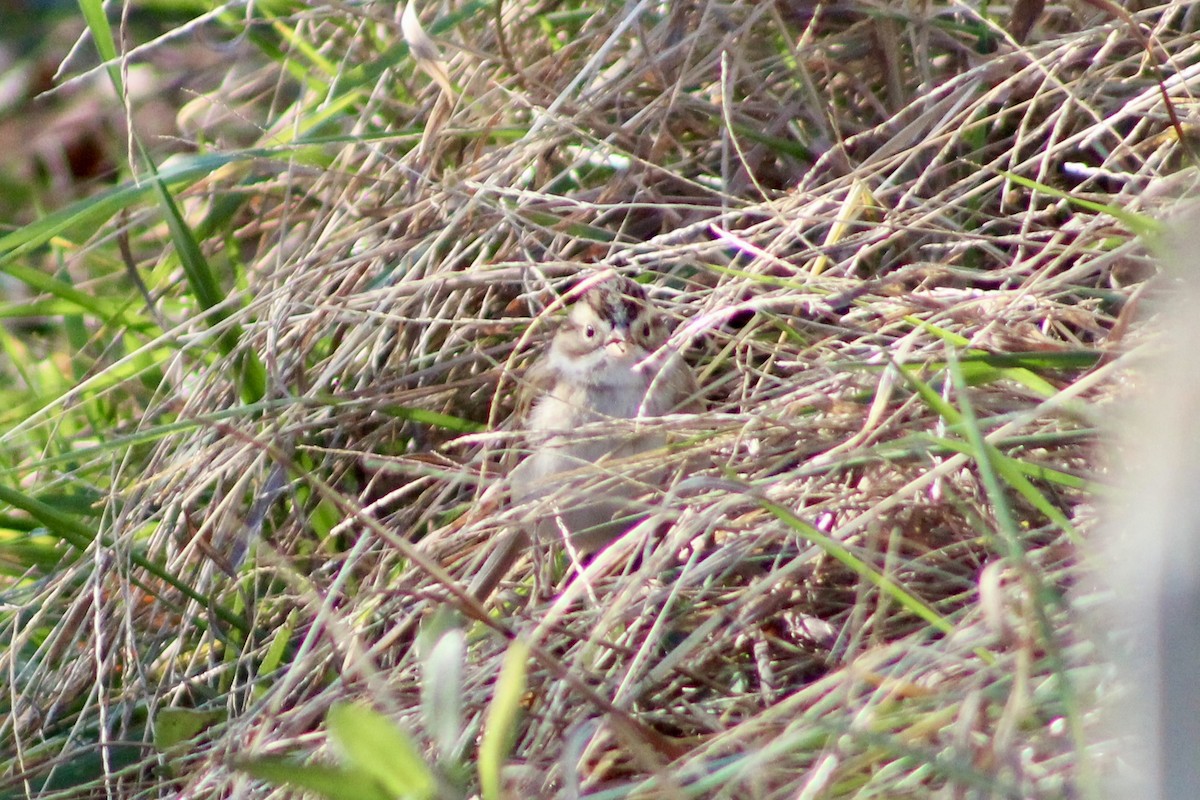 Clay-colored Sparrow - ML645288024