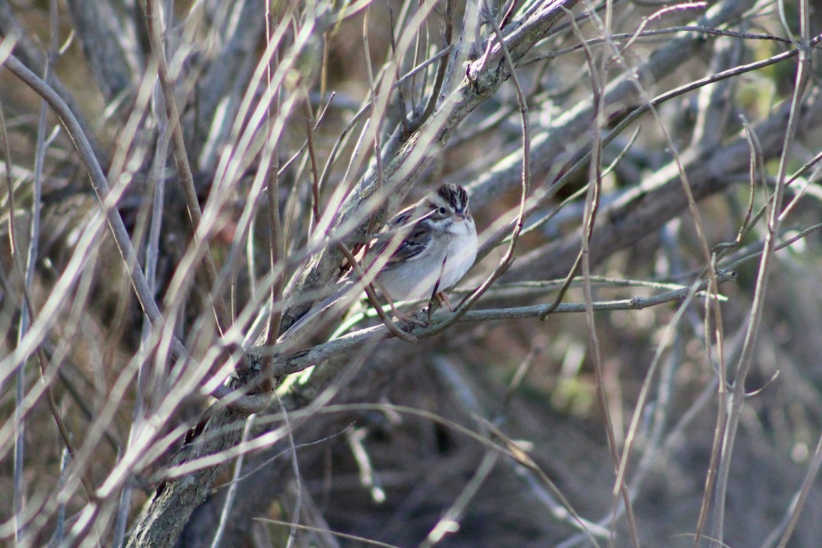 Clay-colored Sparrow - ML645288025