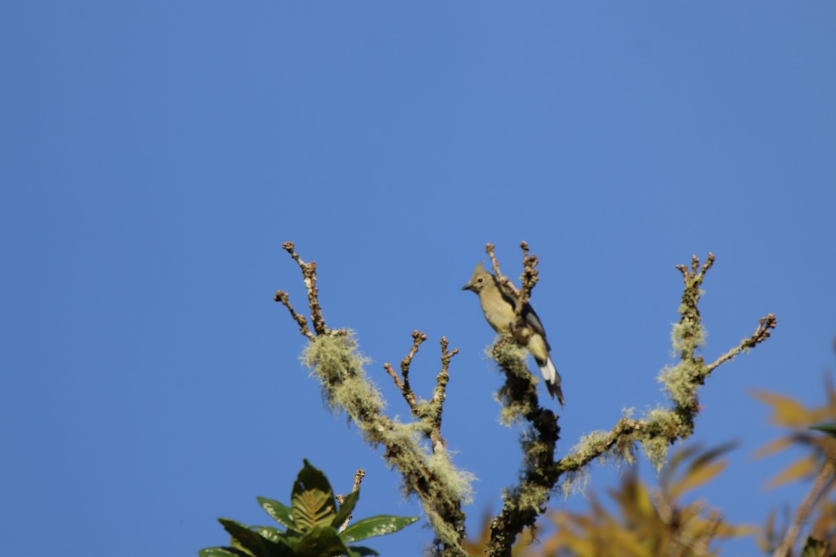 Long-tailed Silky-flycatcher - ML645288027