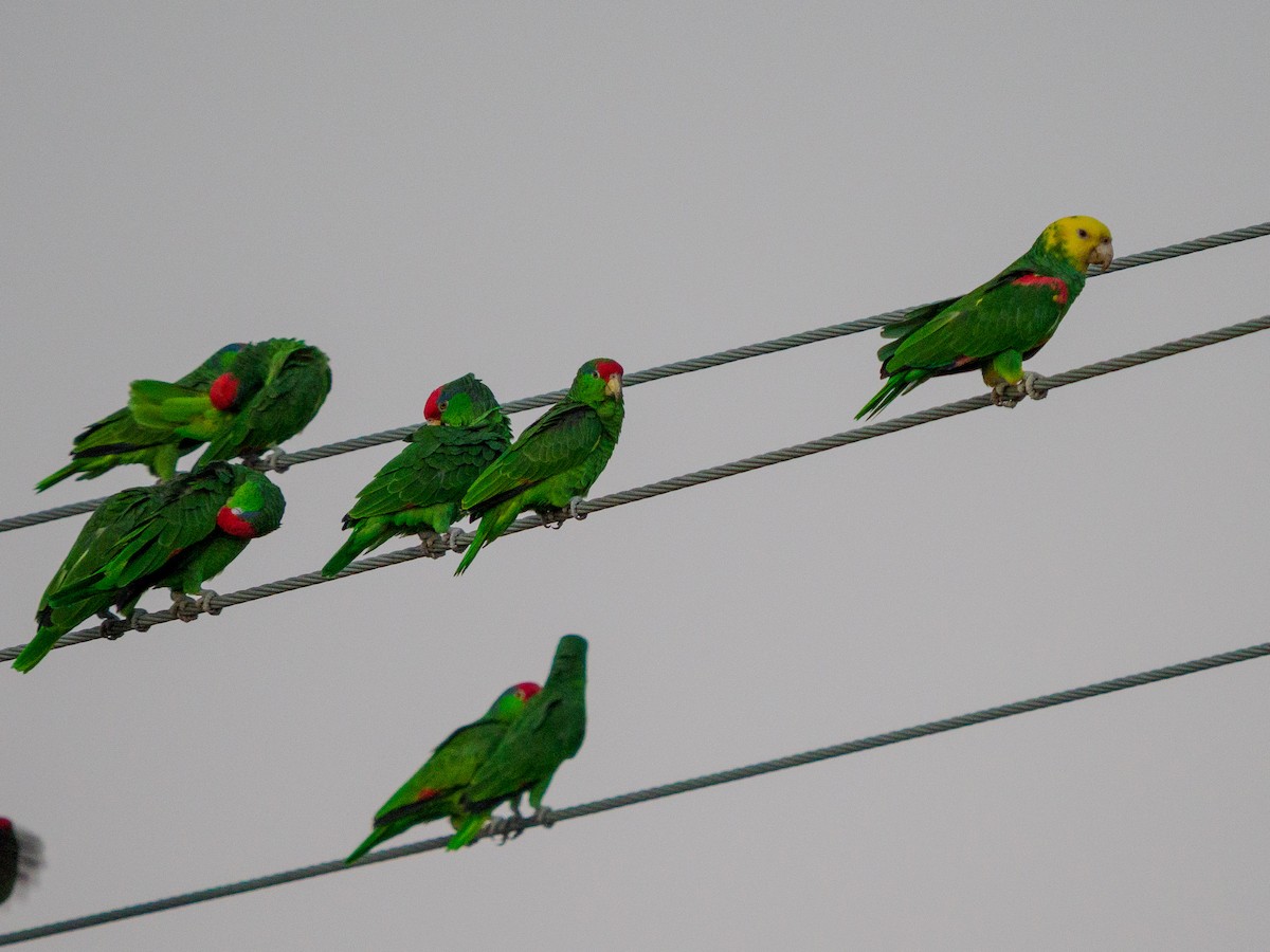 Yellow-crowned Amazon - ML645288033