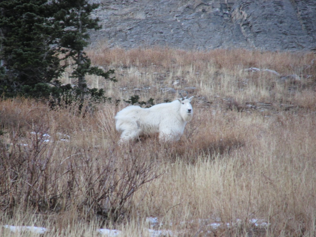 Mountain Goat - ML645288062