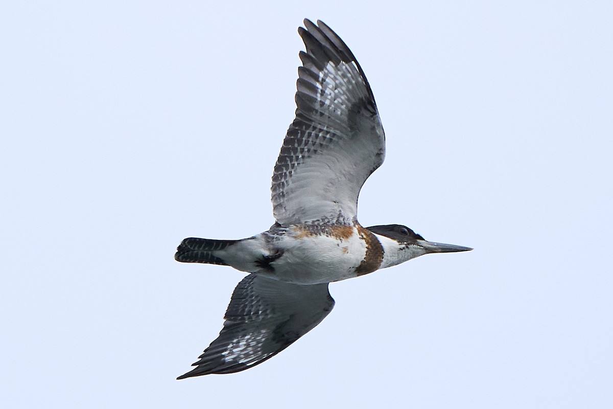 Belted Kingfisher - ML645288069