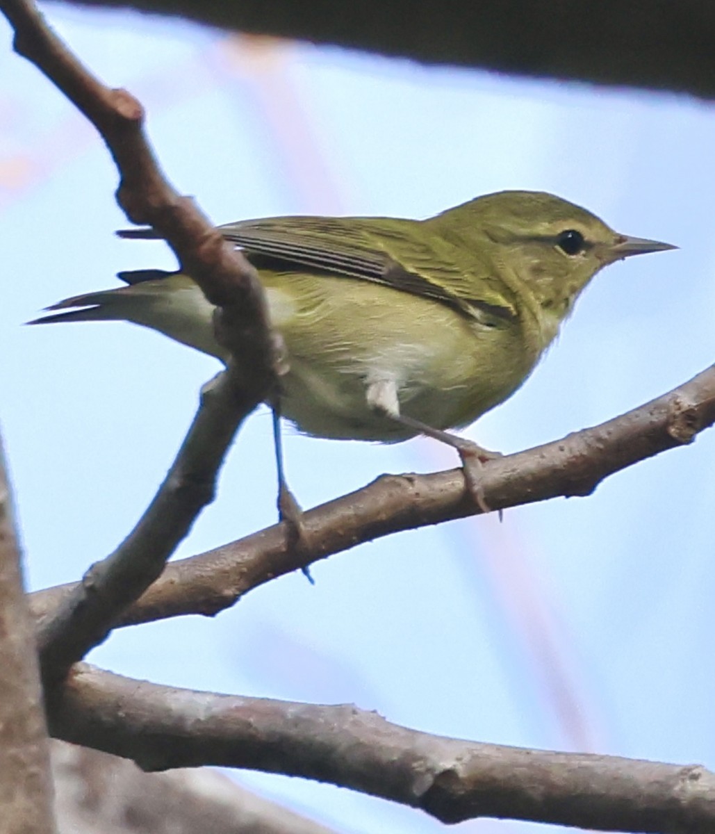 Червоїд світлобровий - ML645288070
