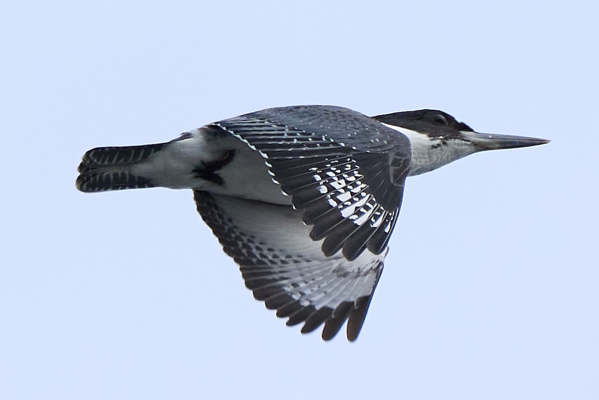 Belted Kingfisher - ML645288075