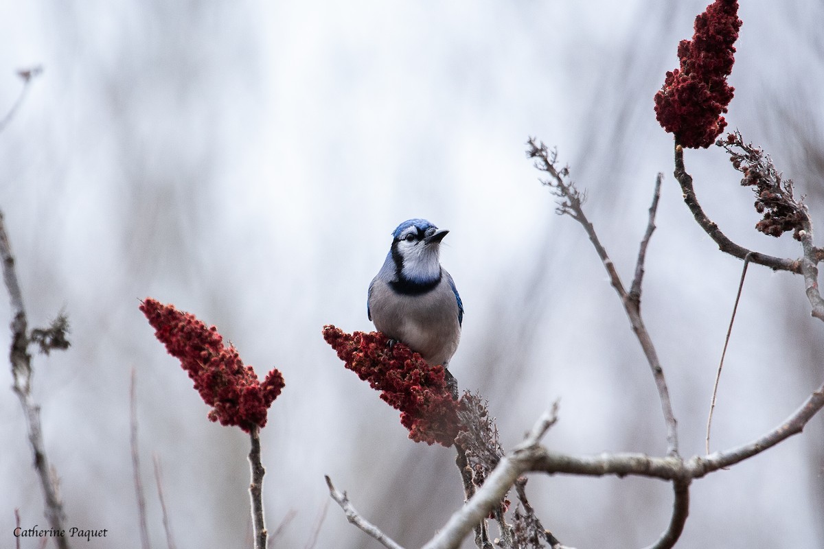 Blue Jay - ML645288084