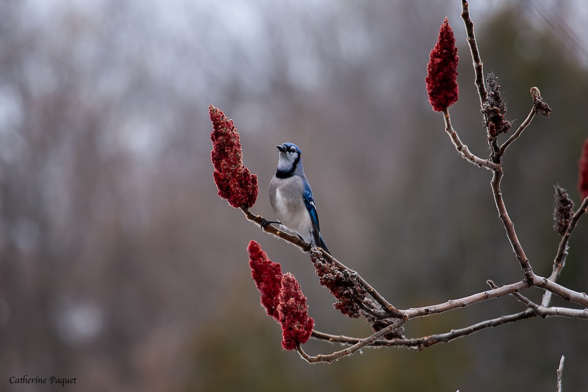 Blue Jay - ML645288085