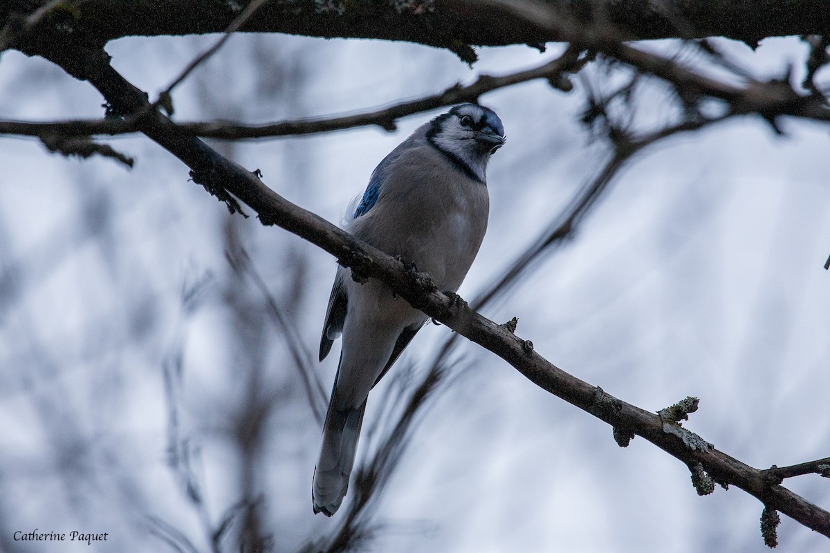 Blue Jay - ML645288087
