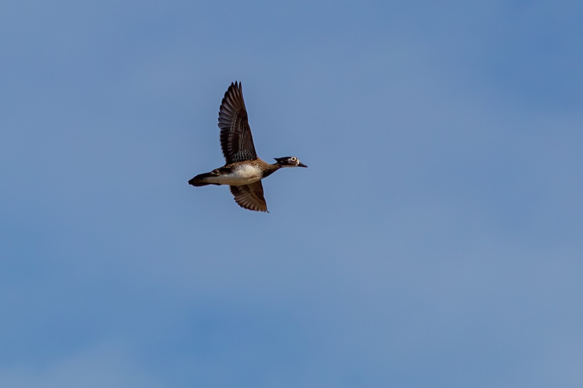 Ahate karolinarra - ML645288096