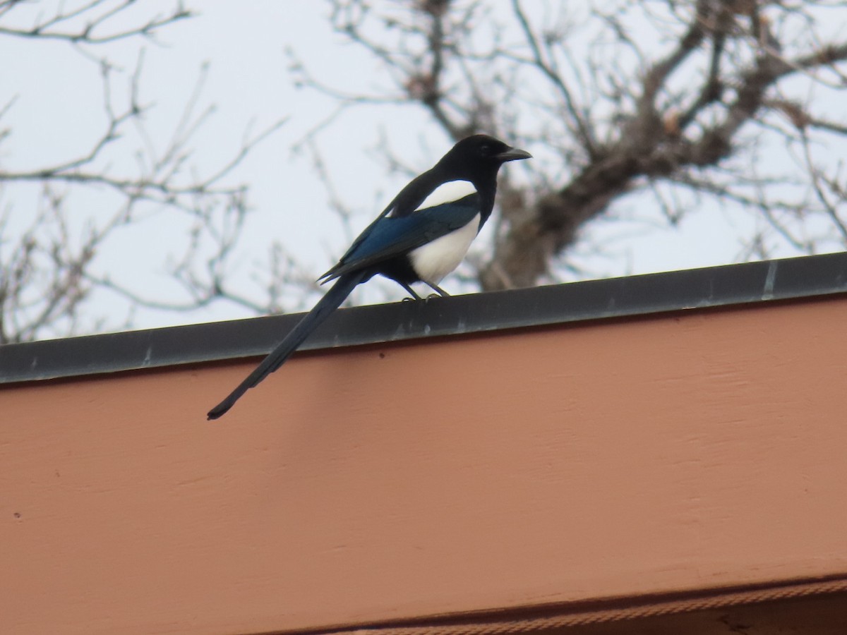 straka americká - ML645288099