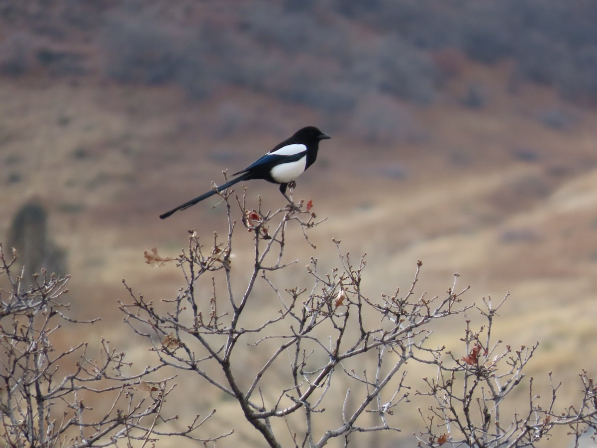 straka americká - ML645288100