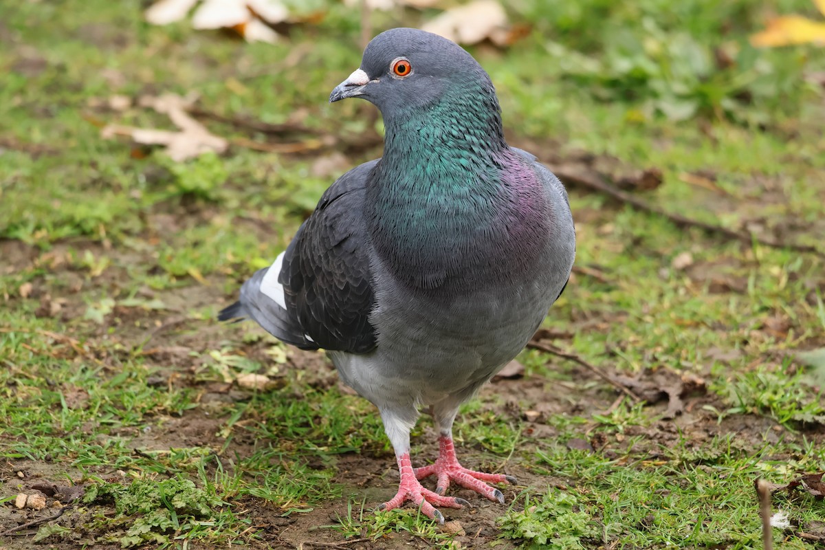 Kaya Güvercini (evcil tip) - ML645288104