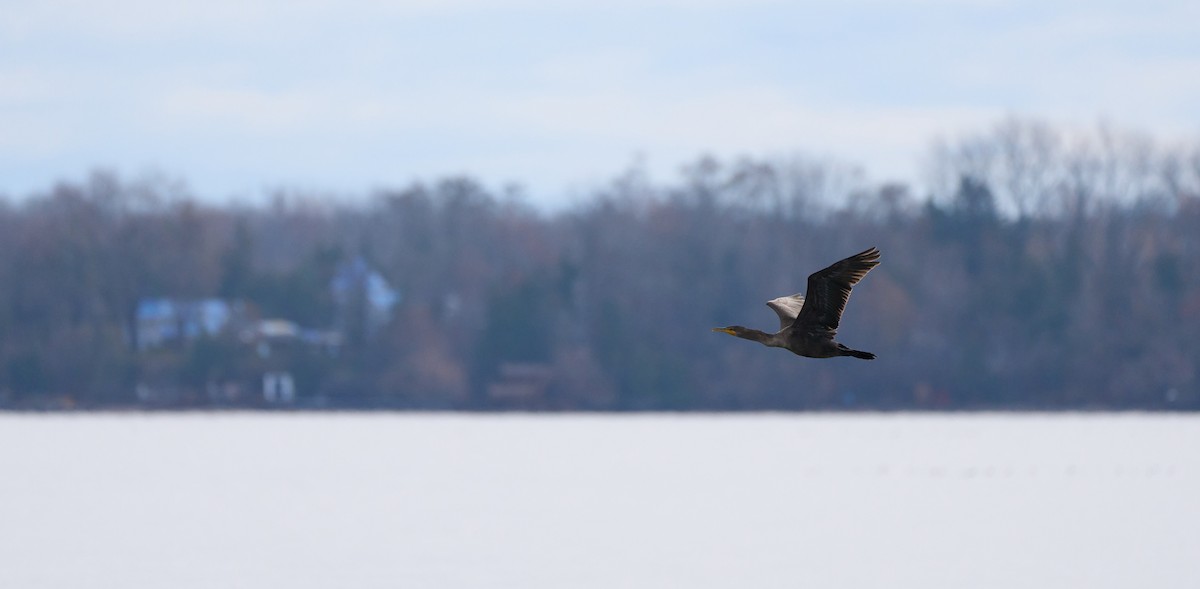 Double-crested Cormorant - ML645288105