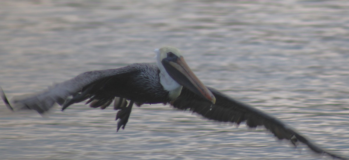 Бурый пеликан - ML645288109