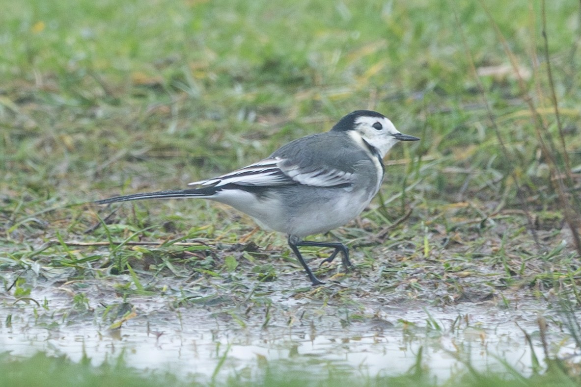 Lavandera Blanca (Enlutada) - ML645288131