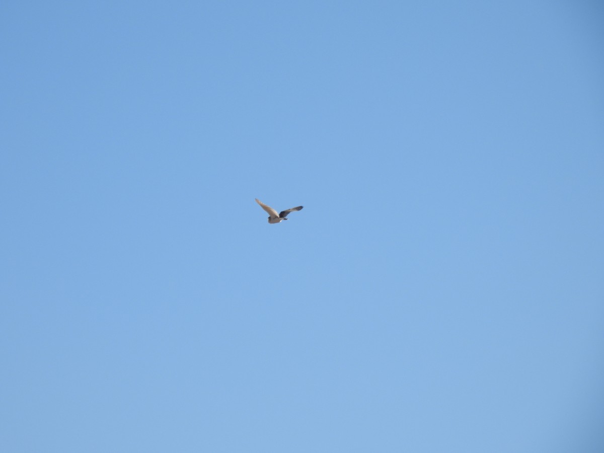 American Barn Owl - ML645288132