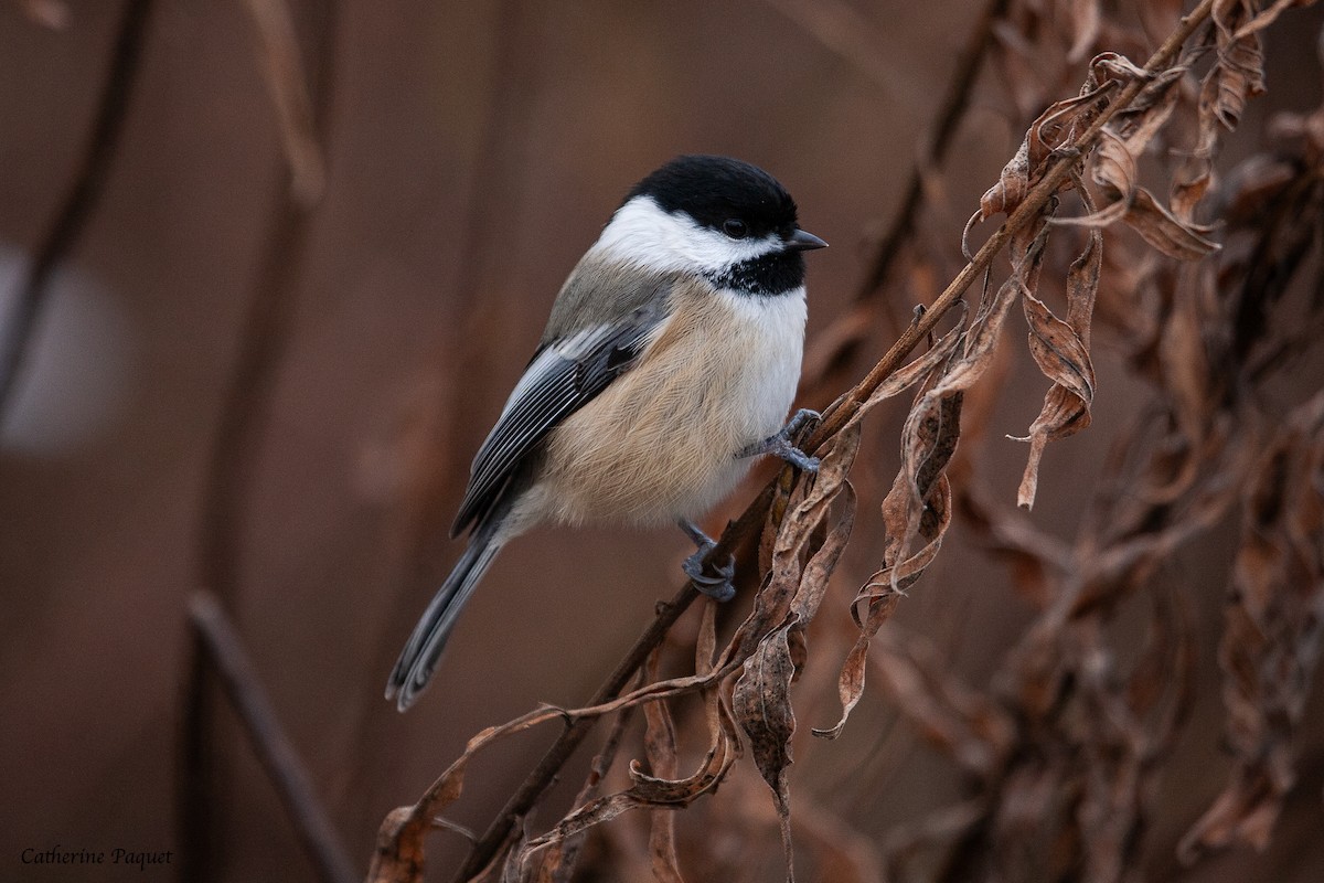 Black-capped Chickadee - ML645288142
