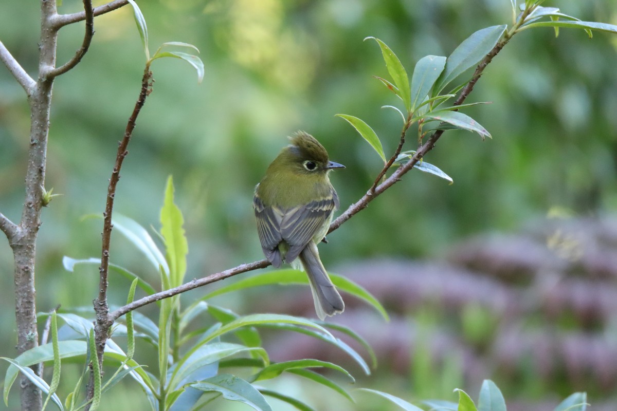 Yellowish Flycatcher - ML645288143