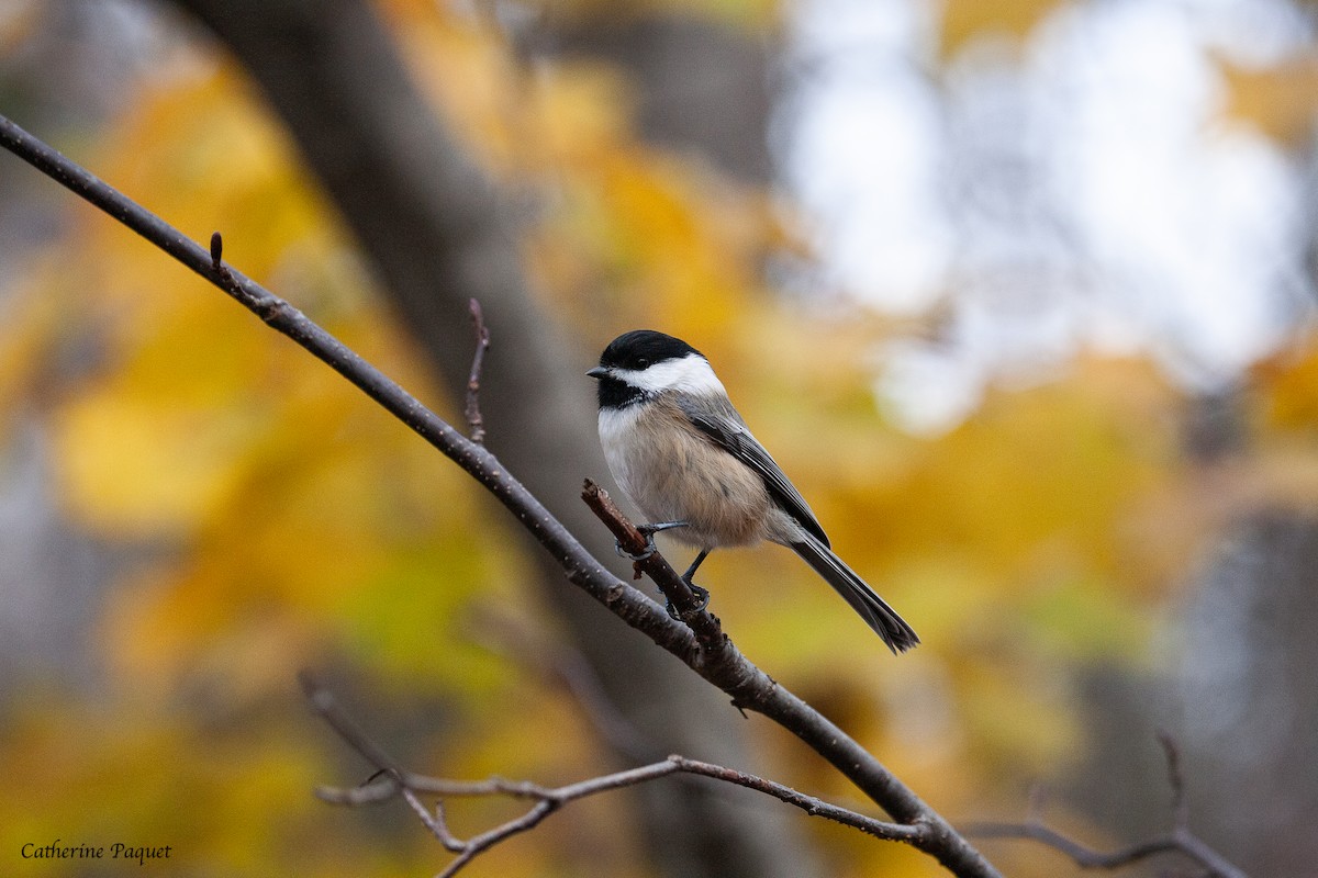 Black-capped Chickadee - ML645288144