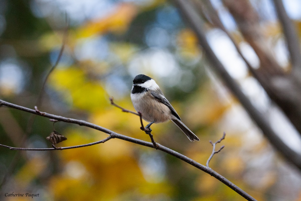 Black-capped Chickadee - ML645288145