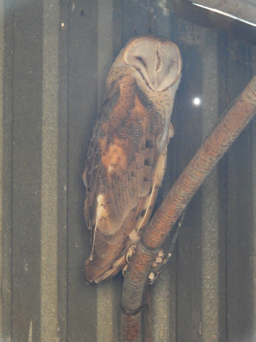 American Barn Owl - ML645288155