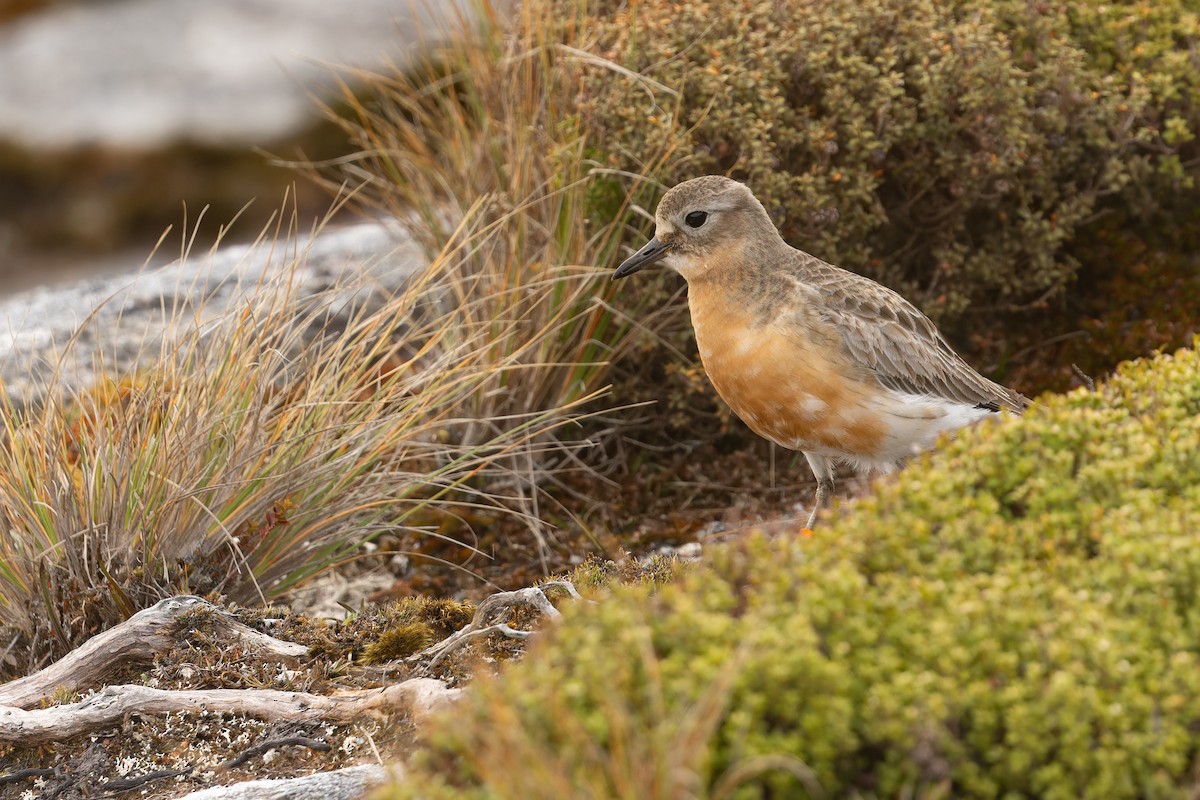 Red-breasted Dotterel (Southern) - ML645288163