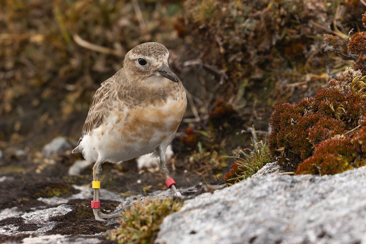 Red-breasted Dotterel (Southern) - ML645288164