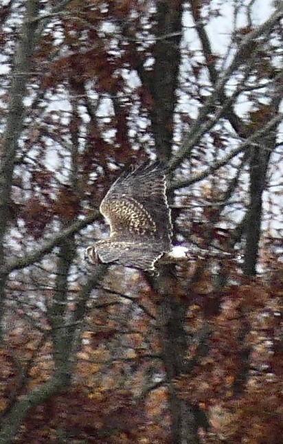 moták severoamerický - ML645288167