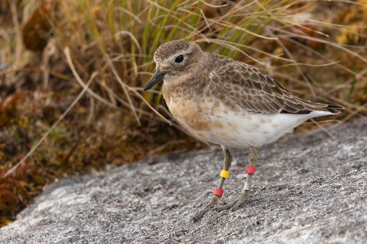 Red-breasted Dotterel (Southern) - ML645288169