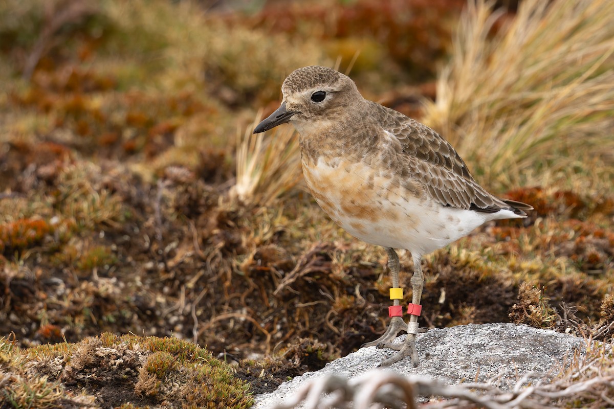 Red-breasted Dotterel (Southern) - ML645288172