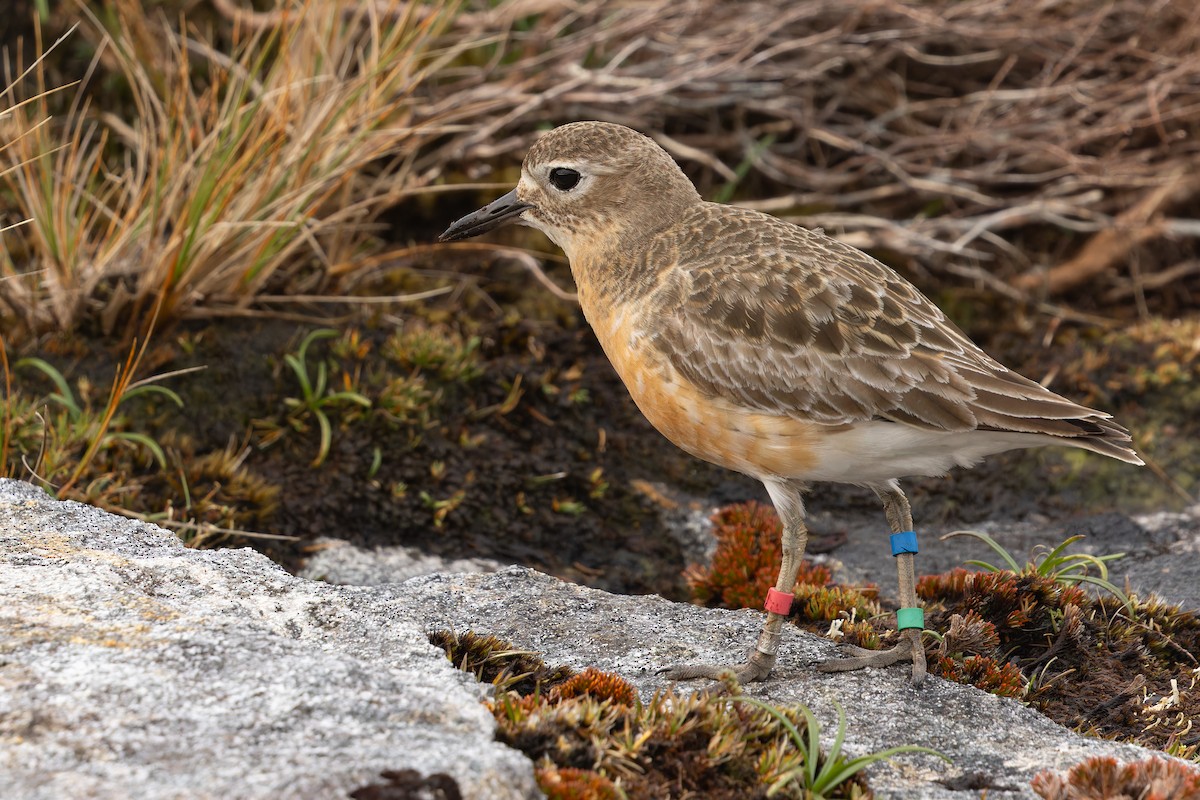 Red-breasted Dotterel (Southern) - ML645288173