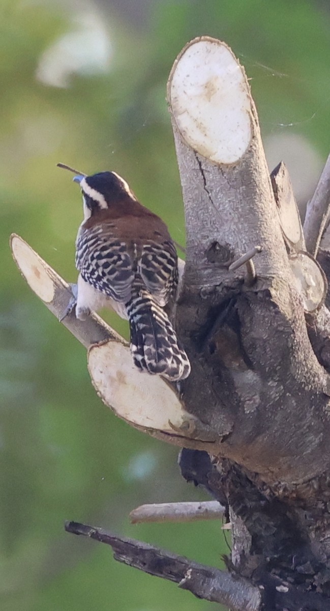 Rufous-backed Wren - ML645288174