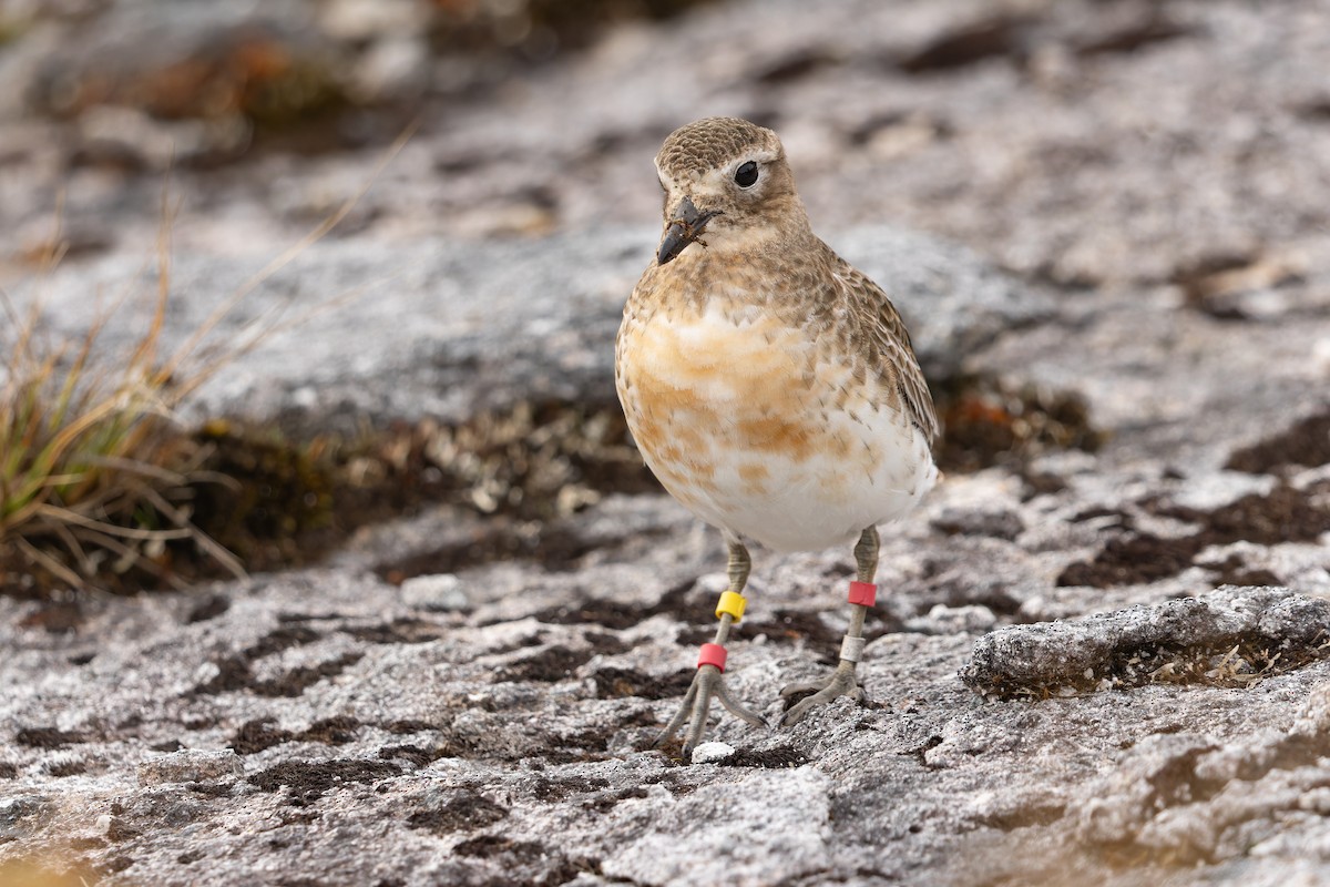 Red-breasted Dotterel (Southern) - ML645288175