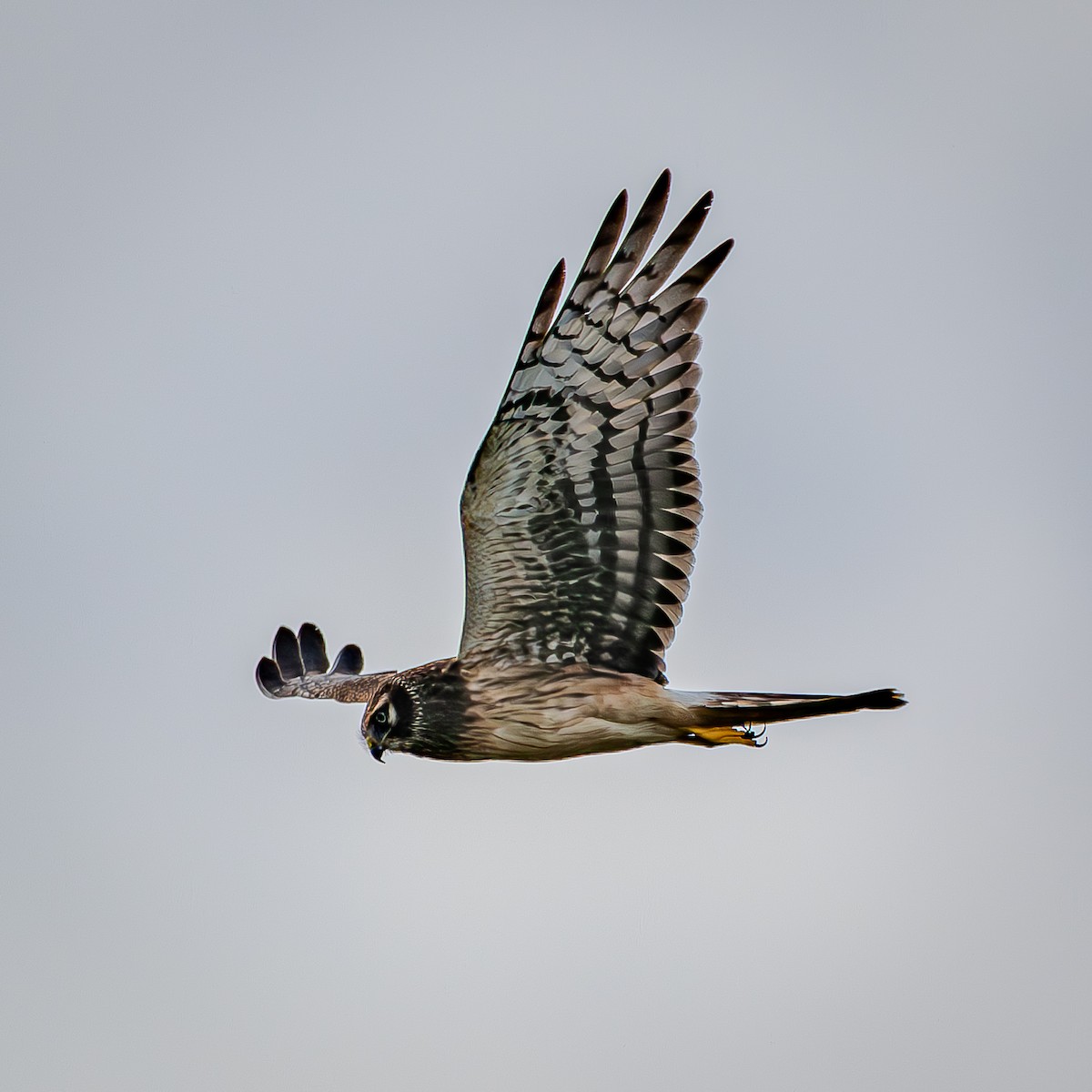 moták severoamerický - ML645288178