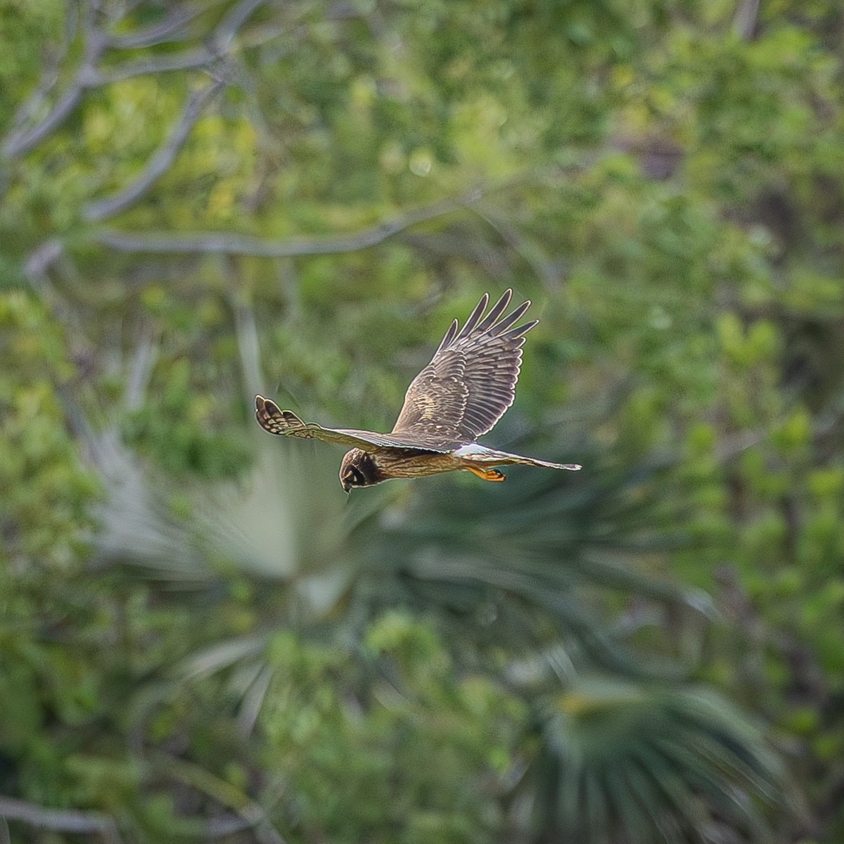 moták severoamerický - ML645288179