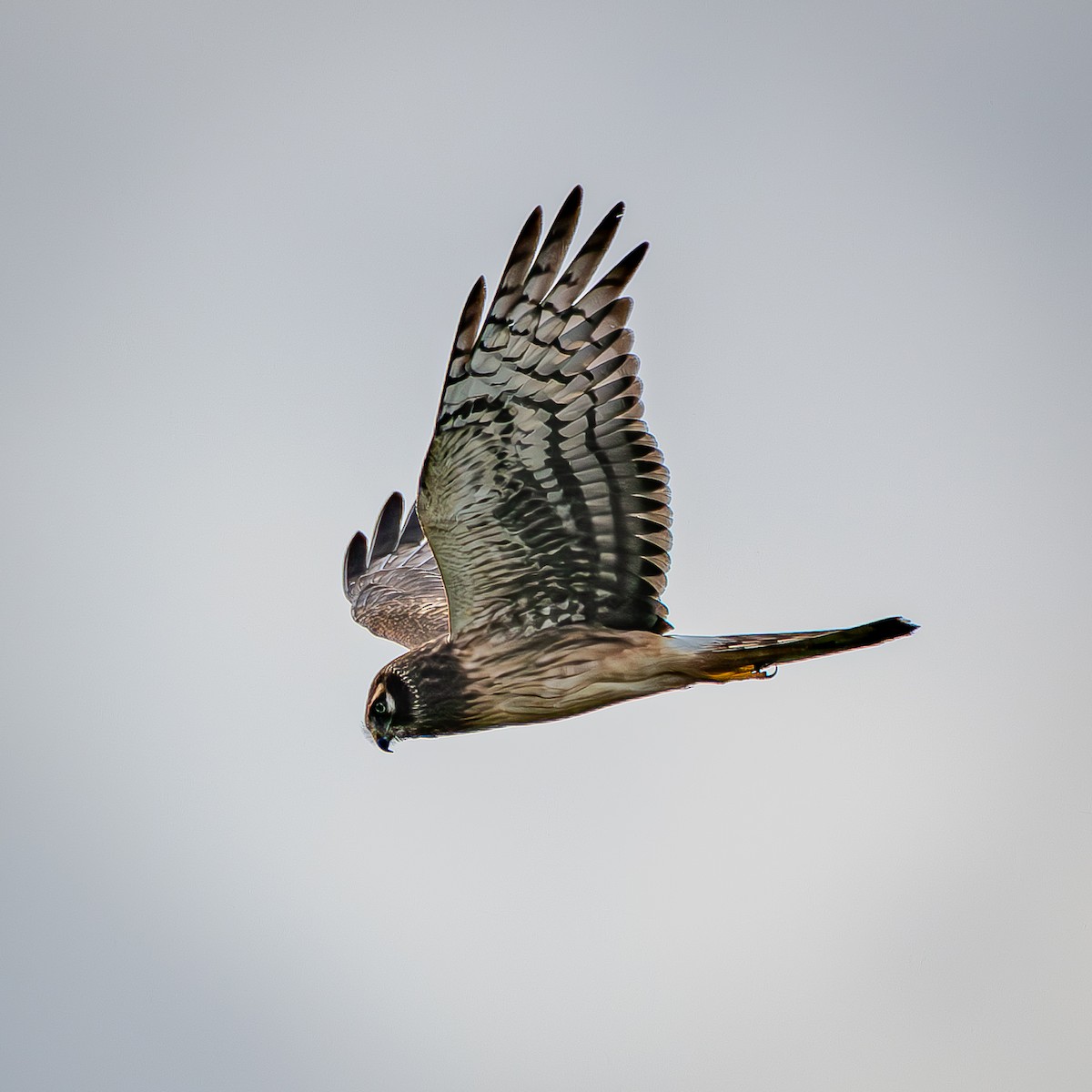 moták severoamerický - ML645288180