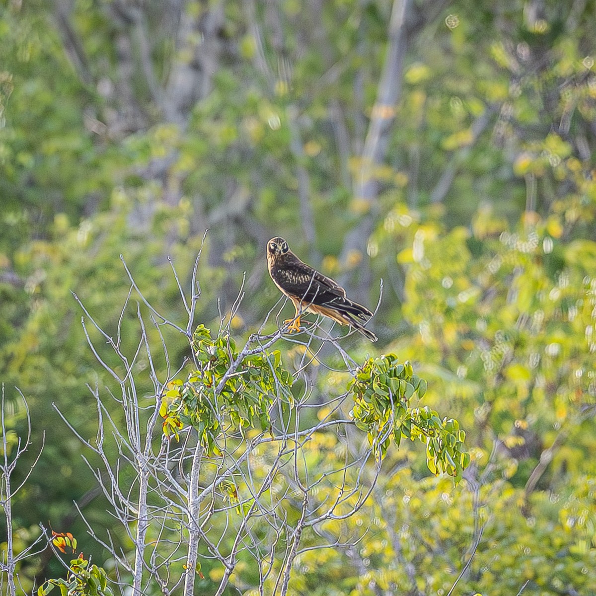 moták severoamerický - ML645288181