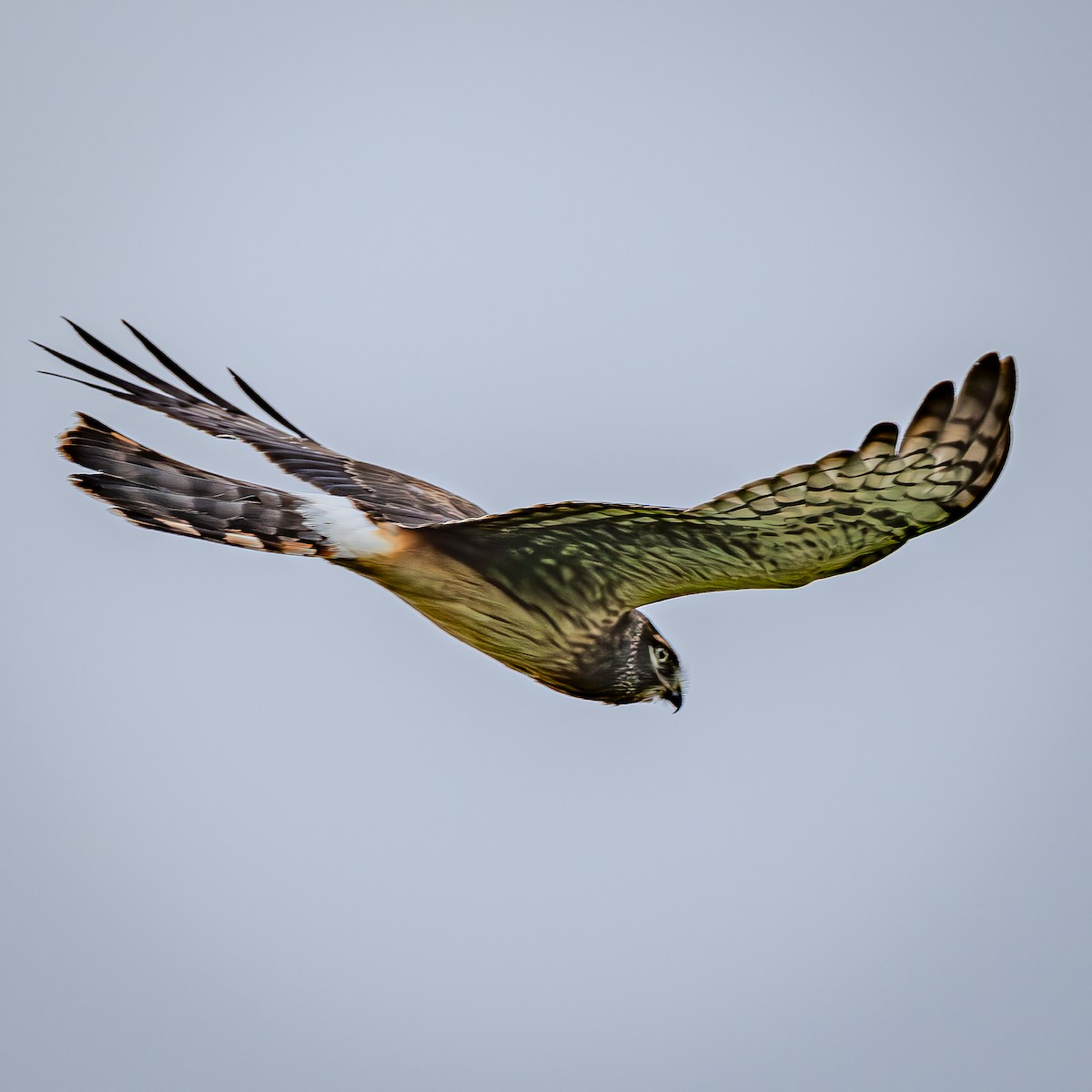 moták severoamerický - ML645288182