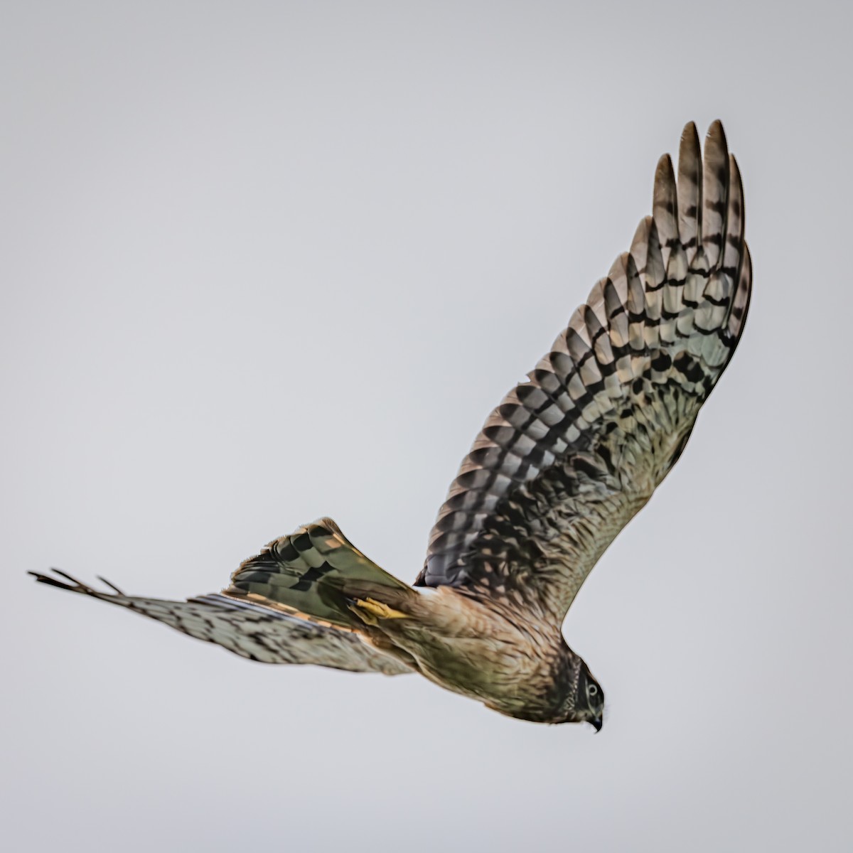 moták severoamerický - ML645288183