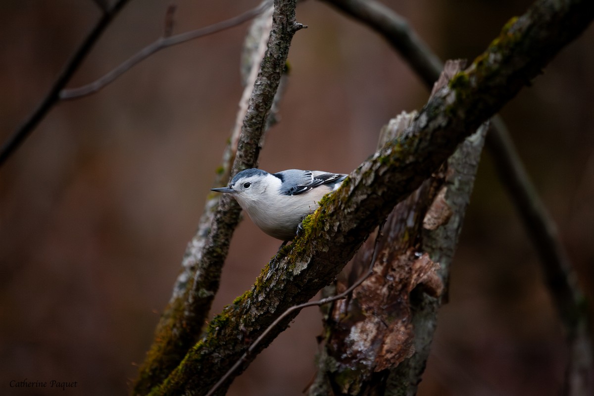 White-breasted Nuthatch - ML645288188
