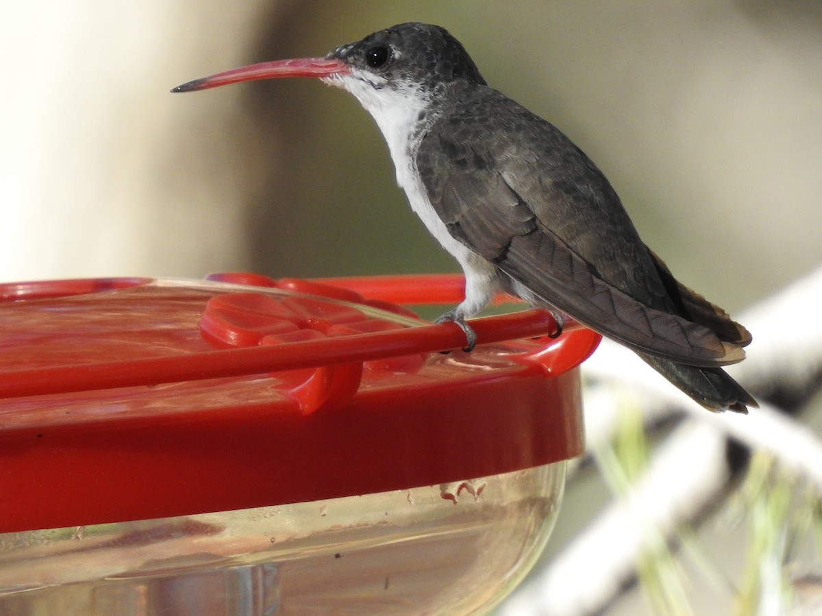 Violet-crowned Hummingbird - ML645288192